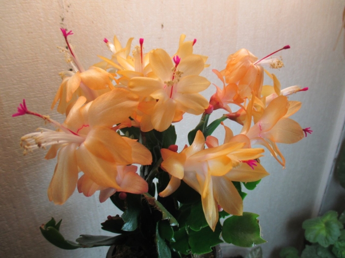 Шлюмбергера декабрист жёлтый