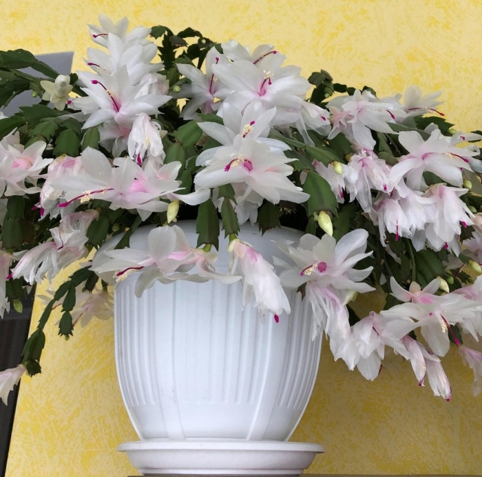 Белый декабрист цветок