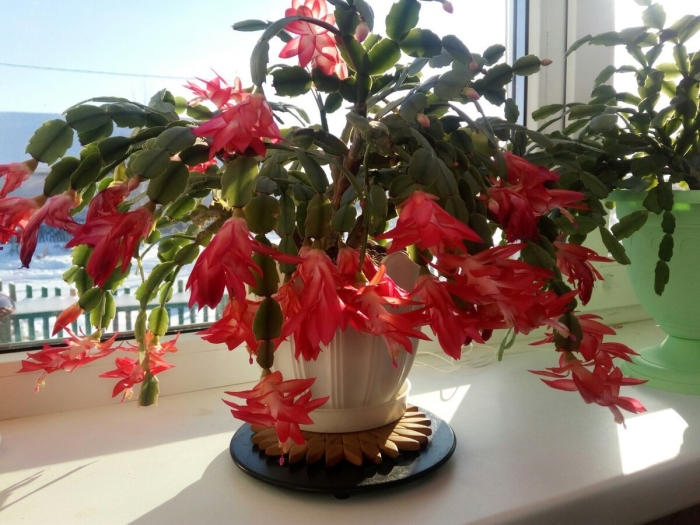 Декабрист шлюмбергера красный