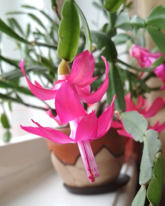 Шлюмбергера опунциевидная