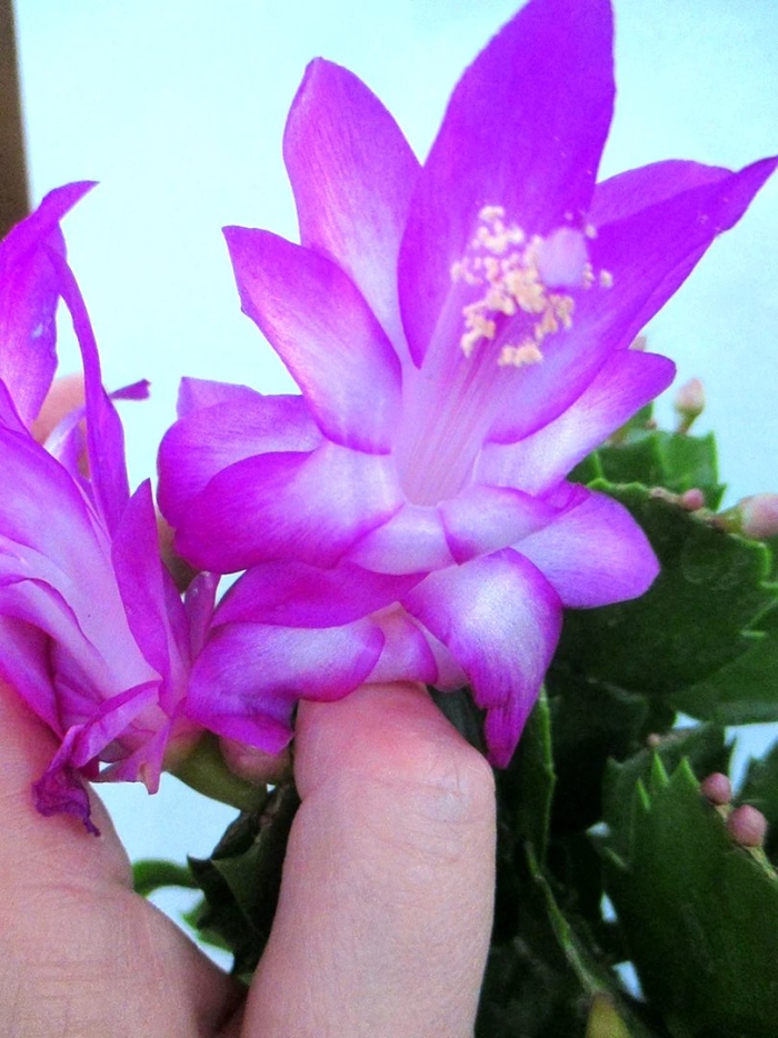 Шлюмбергера thor zita