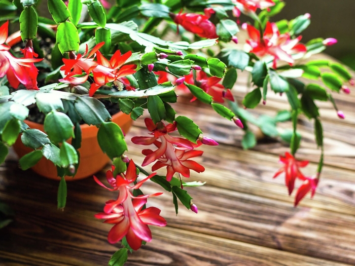 Декабрист комнатное растение