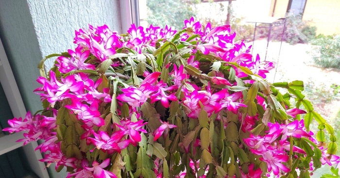 Кактус декабрист