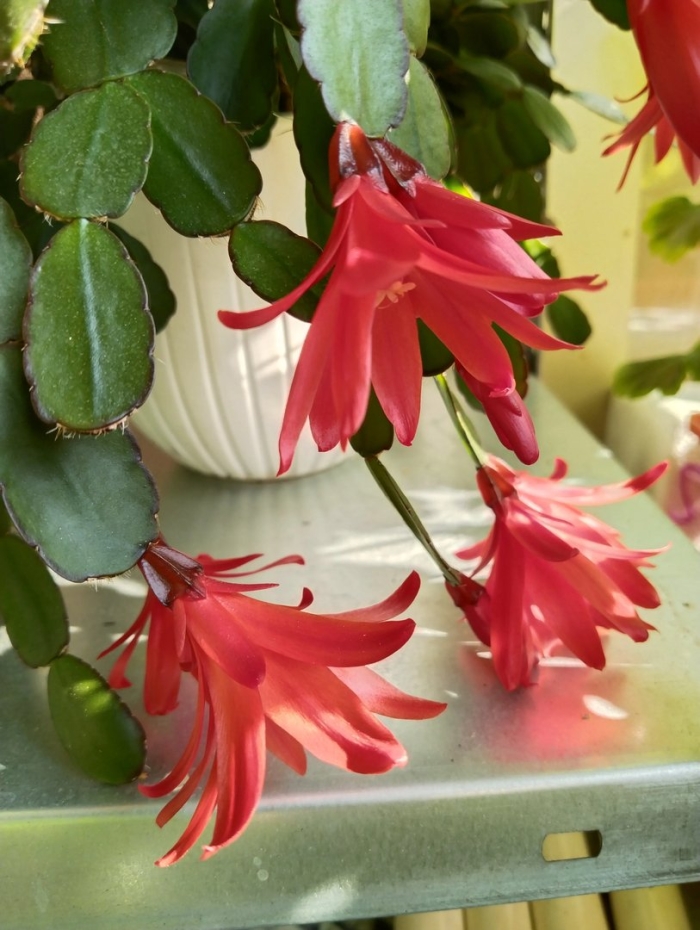 Шлюмбергера декабрист зигокактус