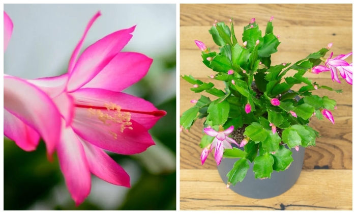 Шлюмбергера декабрист зигокактус