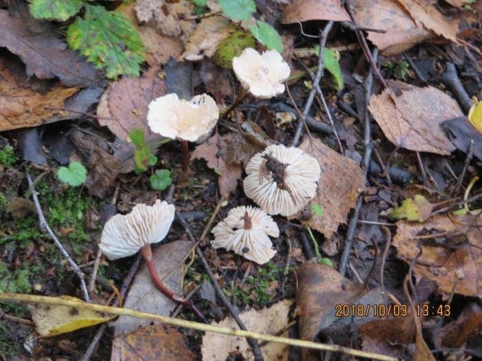 Чесночник большой