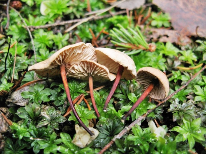 Мицена волосистая гриб