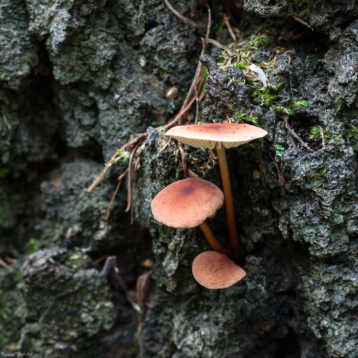 Фламмулина бархатистоножковая зимний опенок