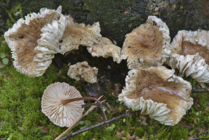 Гриб marasmius scorodonius