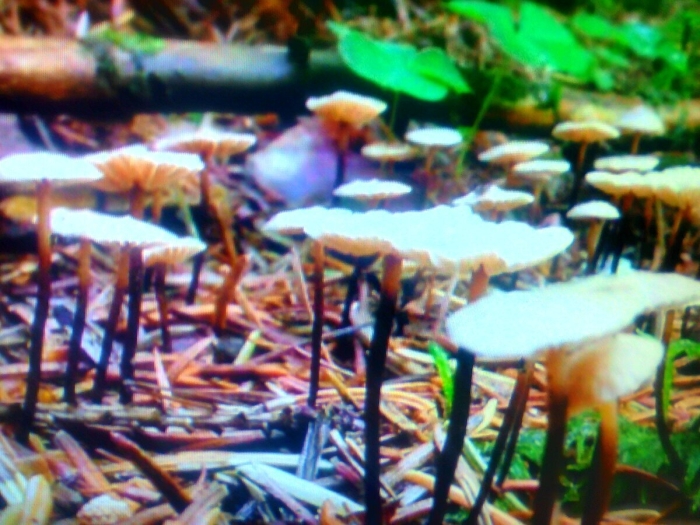 Гриб чесночник