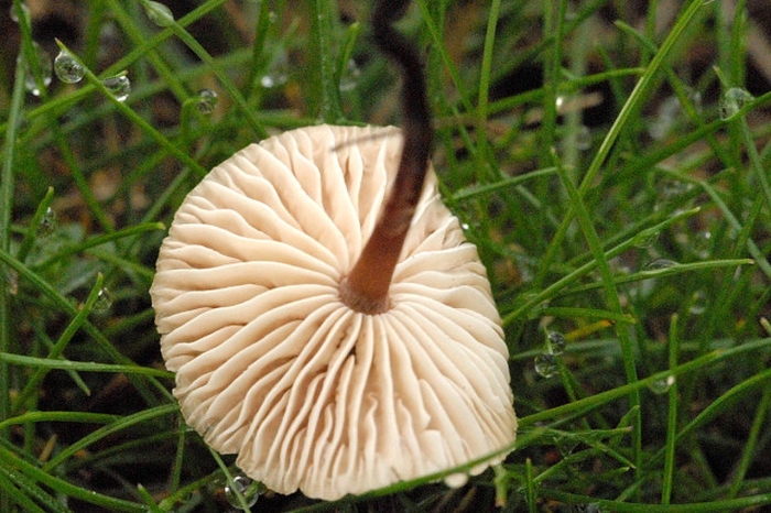 Marasmius oreades