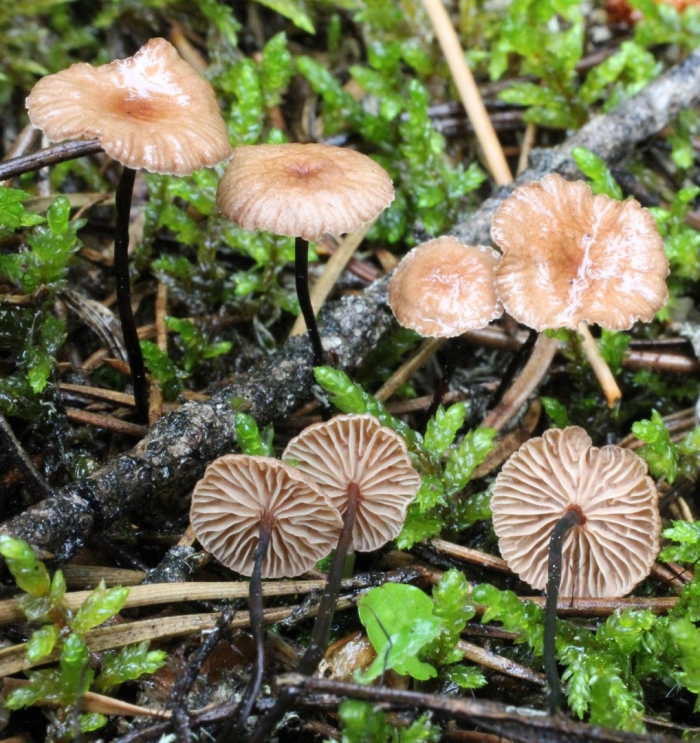 Marasmius androsaceus