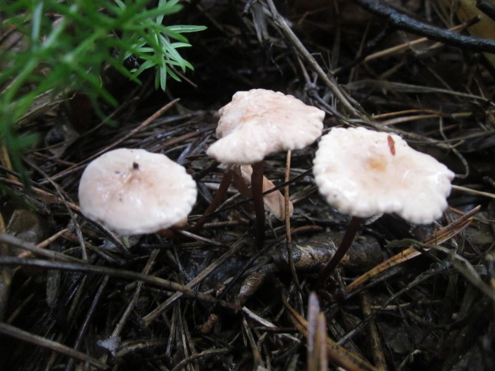 Gymnopus androsaceus