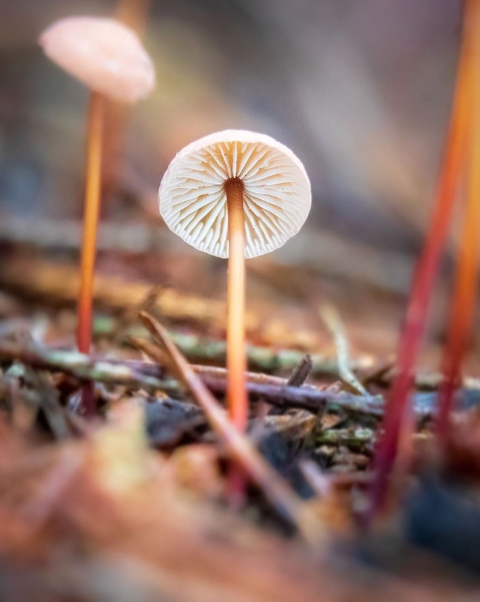 Чесночник обыкновенный