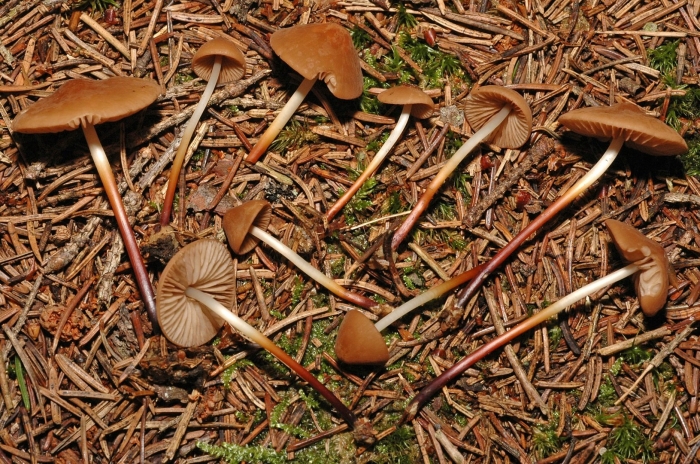 Луговой опенок чесночник