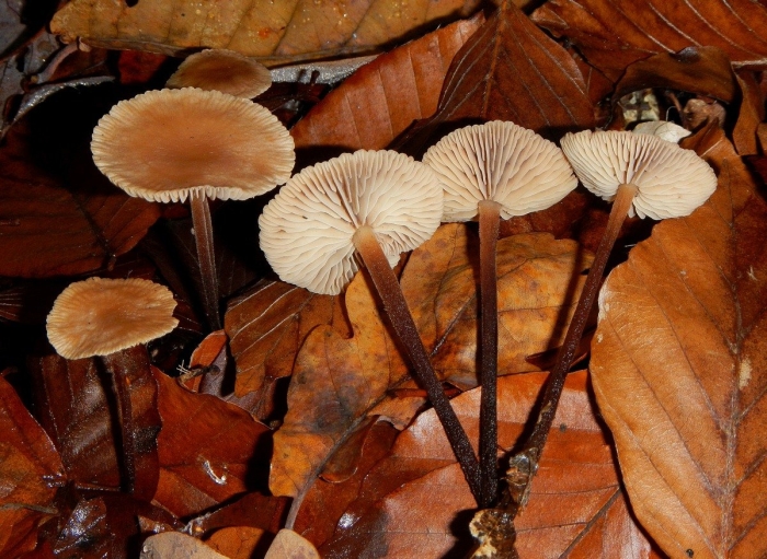Marasmius prasiosmus