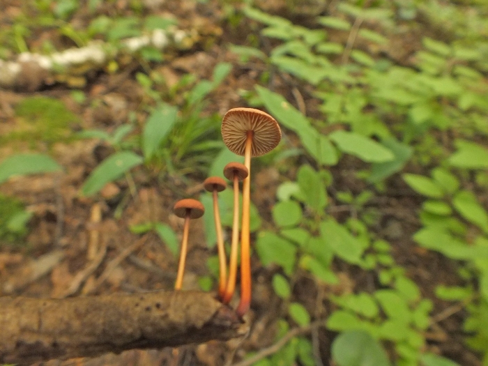 Псилоцибин монтана