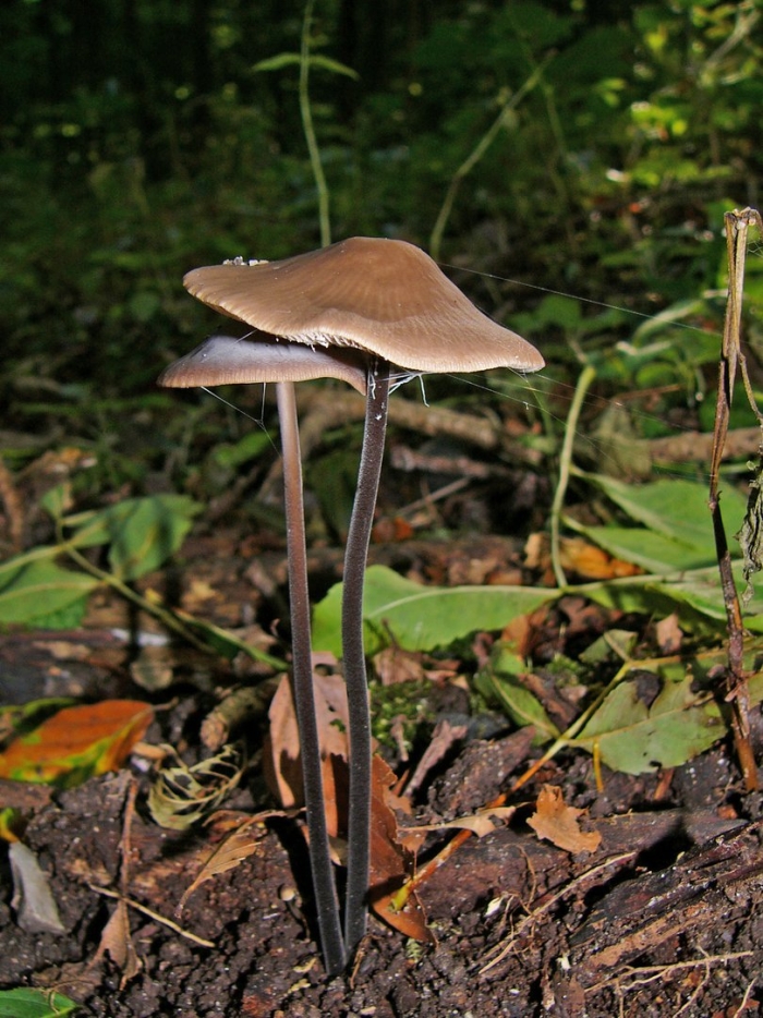 Panaeolus sphinctrinus