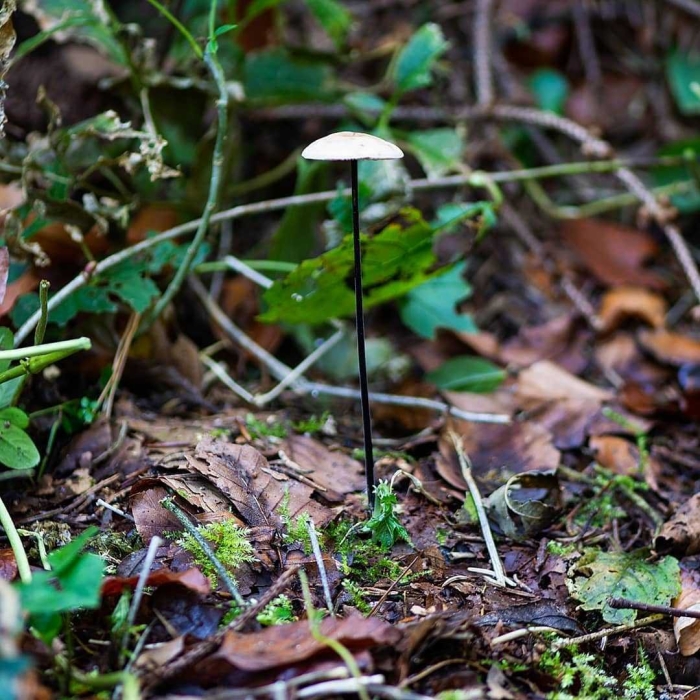 Чесночник обыкновенный
