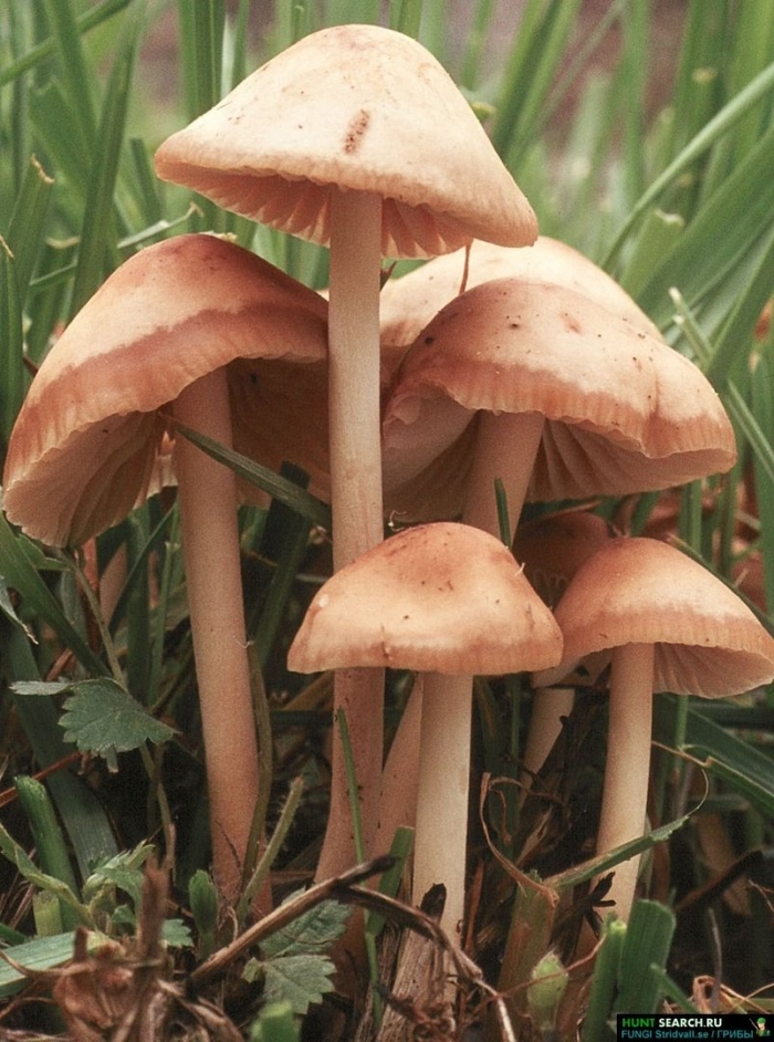 Опенок луговой marasmius oreades