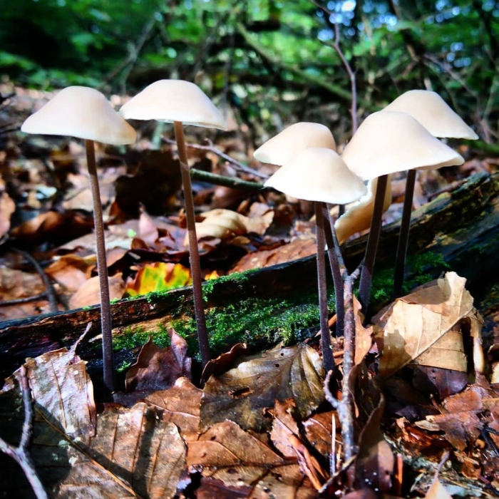 Опенок луговой негниючник