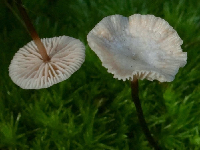 Mycetinis scorodonius