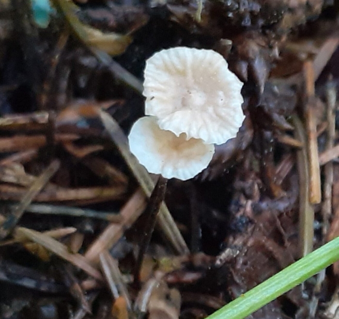 Marasmius wettsteinii