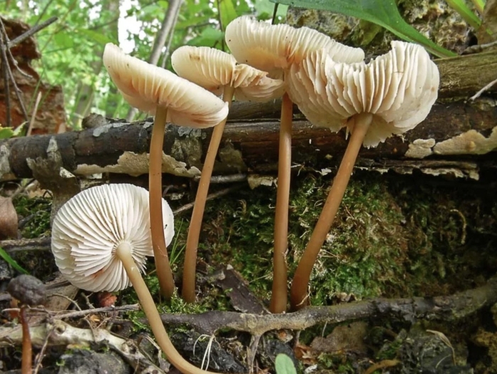 Опёнок луговой съедобный