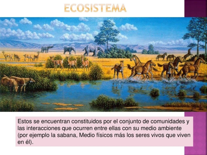 Кайнозойская эра. миоцен