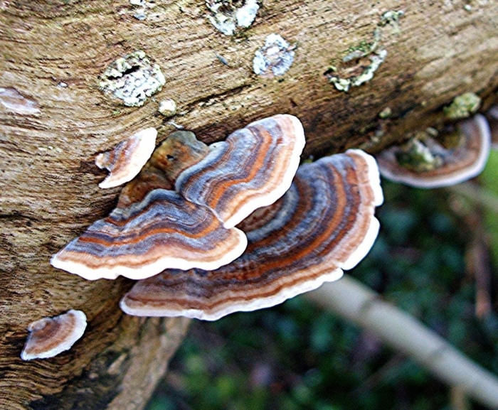 Trametes versicolor