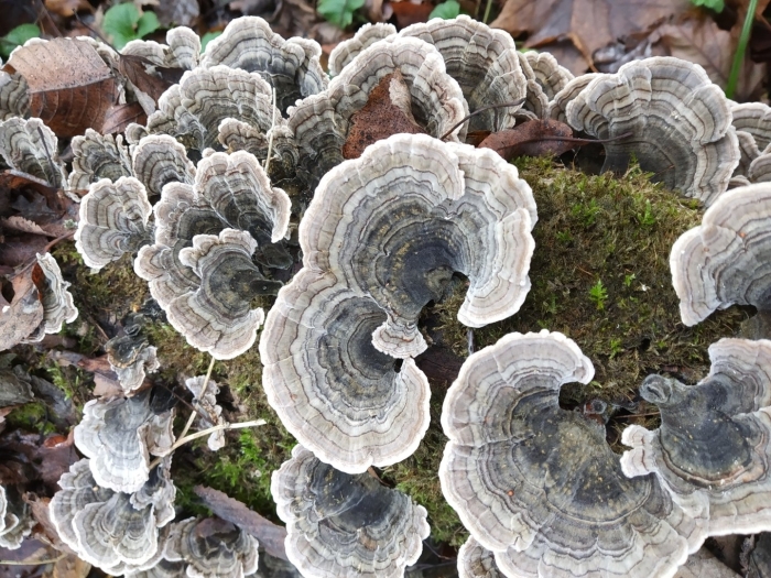 Trametes versicolor
