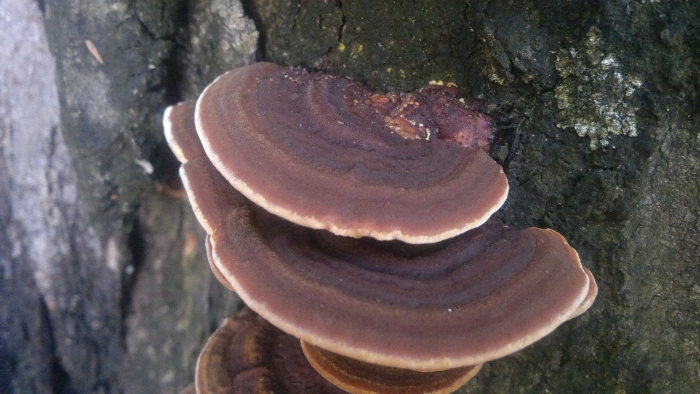 Trametes versicolor