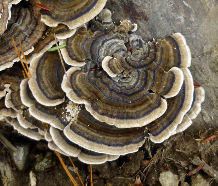 Trametes versicolor