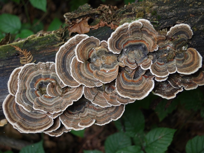 Trametes versicolor