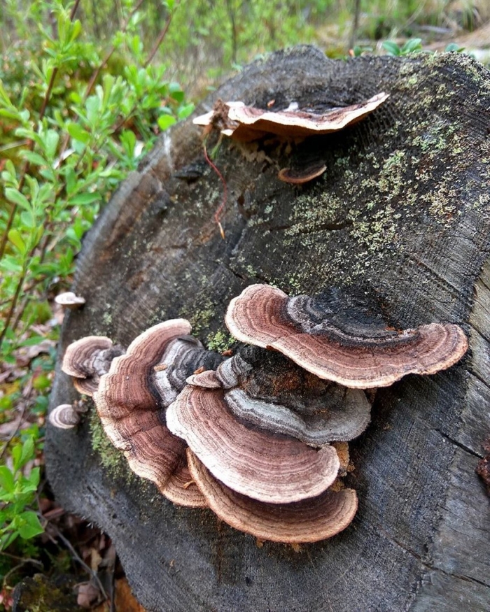 Трутовик обыкновенный fomes fomentarius