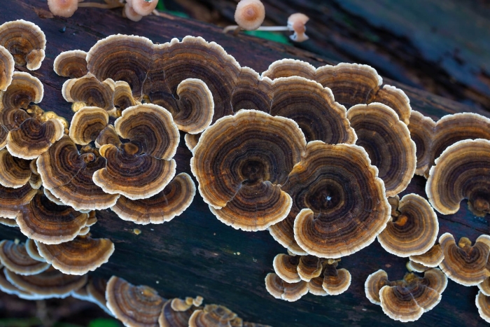 21. трутовик разноцветный – trametes versicolor
