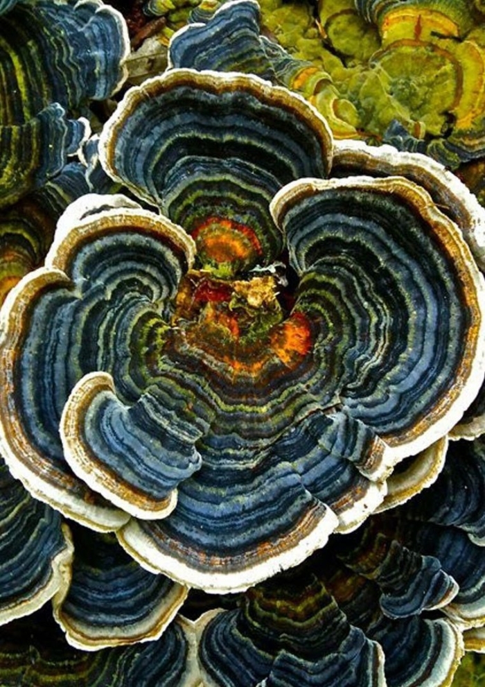 Trametes versicolor