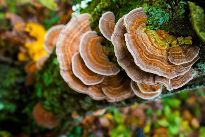 Trametes versicolor