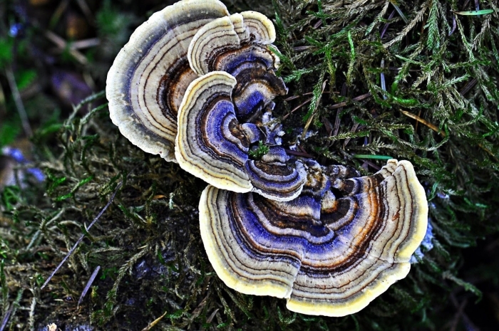 Трутовик траметес