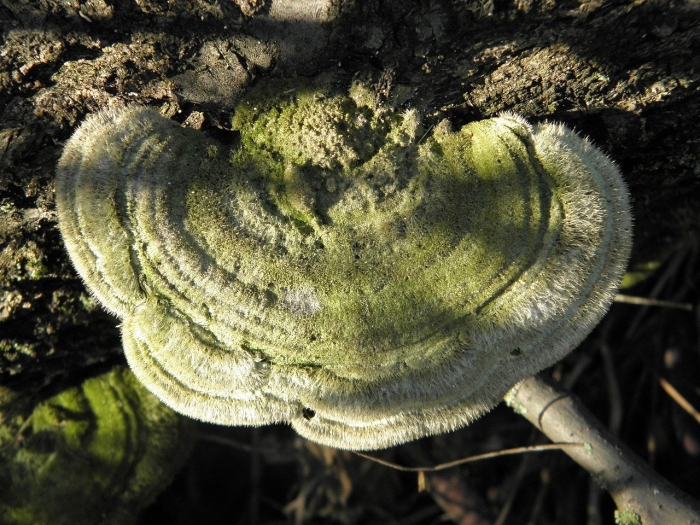 Трутовик обыкновенный fomes fomentarius