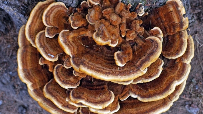 Трутовик жестковолосистый