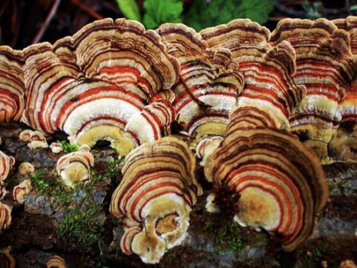 Trametes versicolor