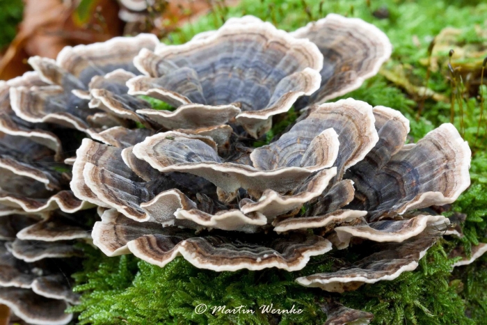 Трутовик траметес