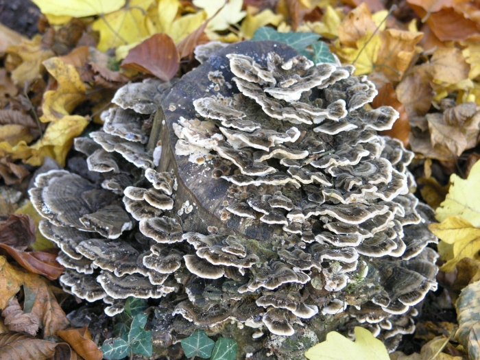 Trametes versicolor