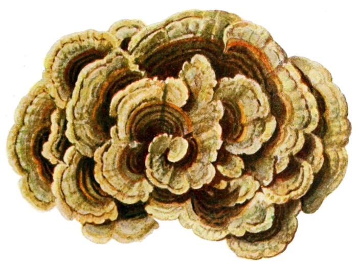 Траметес разноцветный (trametes versicolor)