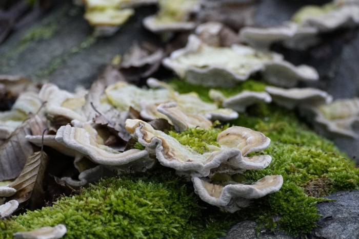 Трутовик траметес