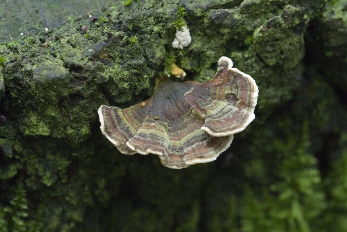 Трутовик траметес