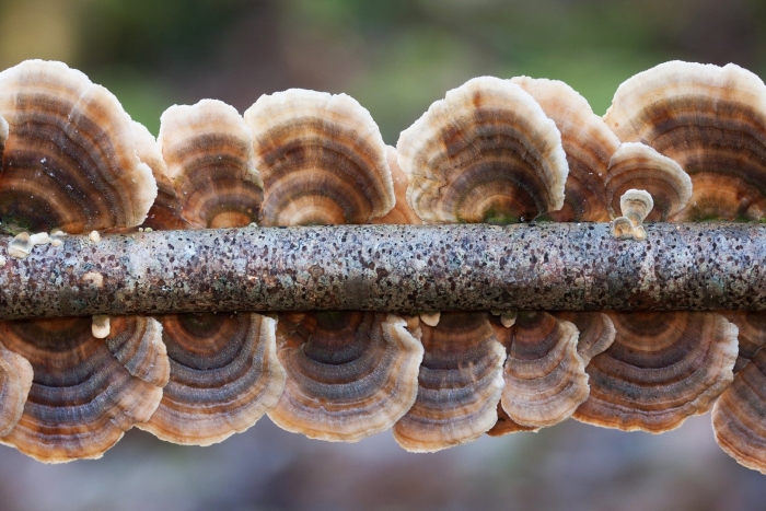 . трутовик разноцветный – trametes versicolor