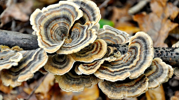 Трутовик траметес разноцветный trametes versicolor