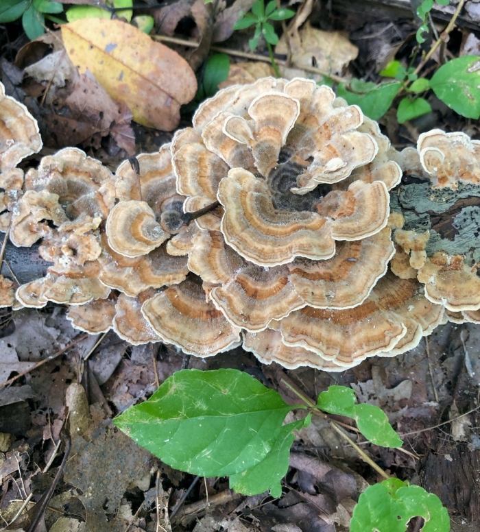 Trametes versicolor